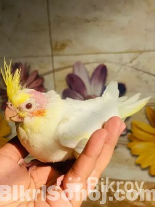 Lutino Cockatiel Baby